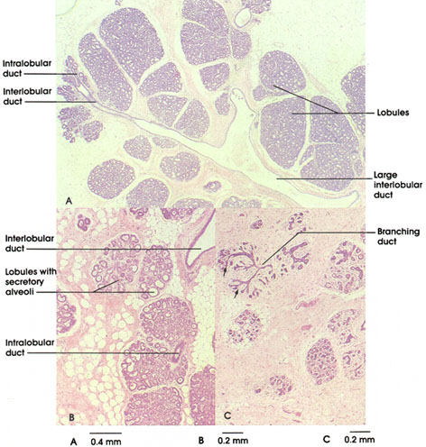 Plate 13.253 Mammary Gland