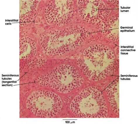 Plate 14.264 Testis