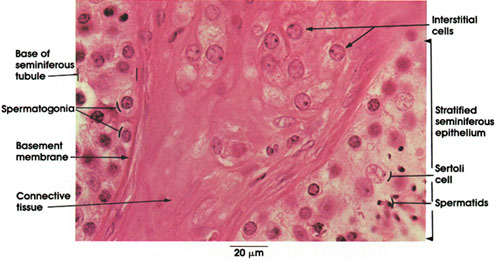 Plate 14.268 Interstitial Cells