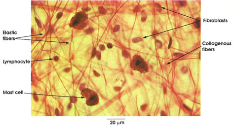 Plate 3.27: Areolar Connective Tissue