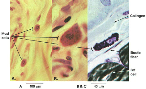 Plate 3.28: Mast Cells