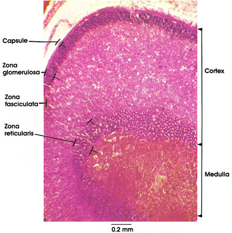 Plate 15.292 Adrenal Gland