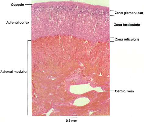 Plate 15.293 Suprarenal Gland