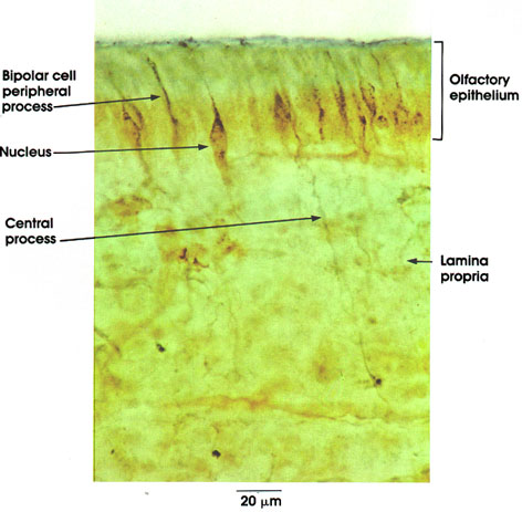 Plate 16.298 Olfactory Epithelium