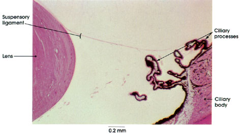 Plate 16.302 Eye