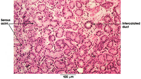 Plate 16.310 Lacrimal Gland