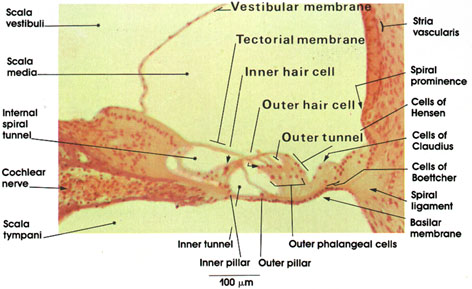 Plate 16.312 Organ of Corti