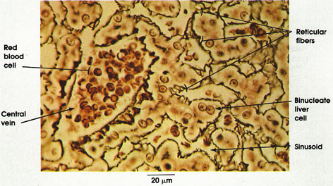 Plate 3.37: Reticular Fibers