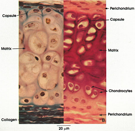 Plate 3.41: Hyaline Cartilage