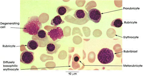 Plate 4.57: Bone Marrow