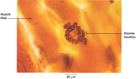 Plate 5.73: Motor End Plate, Subneural Apparatus