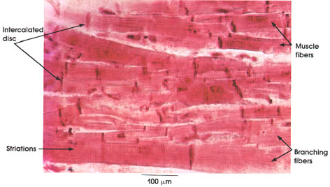 cardiac muscle tissue labeled diagram