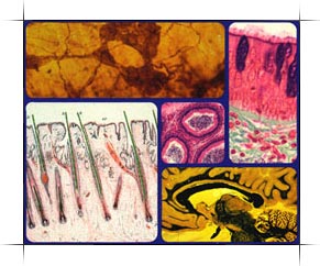 Microscopic Anatomy collage