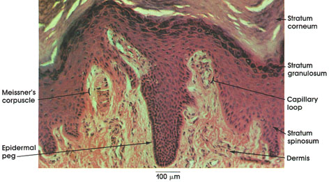 Plate 7.138 Dermal Papillae