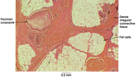 Plate 7.143 Hypodermis