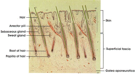 Plate 7.144 Scalp