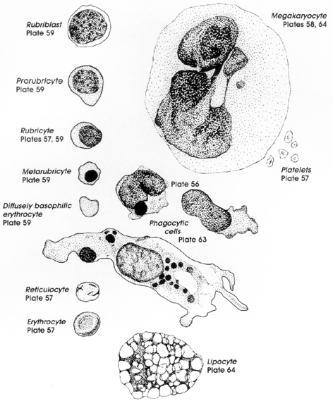 Figure 4A