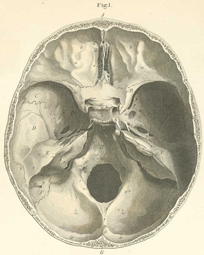 The interior base of the skull