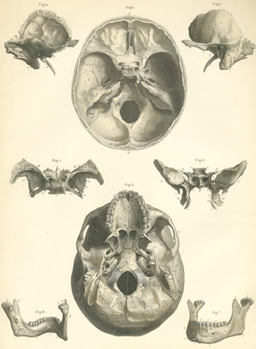 Plate 2: Bones of the skull.