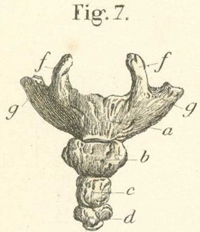 The os coccygis seen from the front