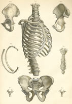 Plate 3: Bones of the trunk.