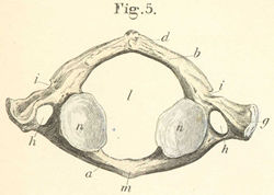 Image of the bones of the trunk