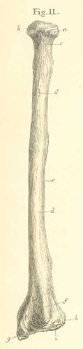 The left radius seen from its outer side or dorsum.