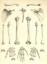 Plate 5: Bones of the upper limb.