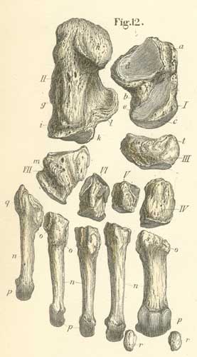 The ossa tarsi and metahtarsi, 
  of the left foot, from the ventral or plantar surface.