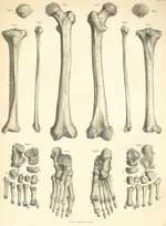 Plate 6: Bones of the lower limb.