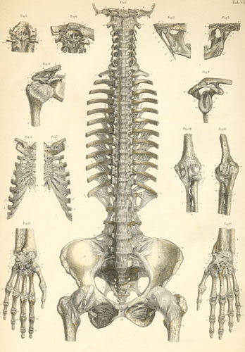 Plate 7: Ligaments of the head, vertebral column, pelvis, and upper limb