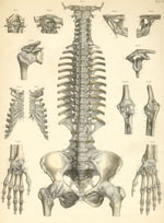 Plate 7: Ligaments of the head, vertebral column, pelvis, and upper limb.