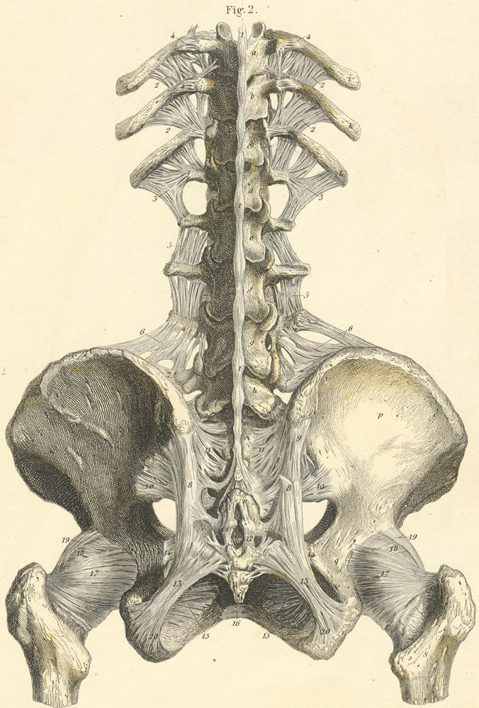 Ligaments Of The Sacrum