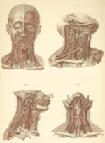 Plate 9: Muscles of the face and neck.