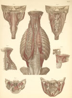Plate 10: Muscles of palate, jaw, neck, and back.