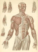 Plate 11: Muscles of the face, trunk, arms, and feet.