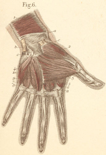 The left palmar deep hand muscles.