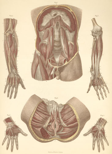 Plate 13: Muscles of the abdomen, pelvis, and deep arm. 