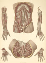 Plate 13: Muscles of the abdomen, pelvis, and deep arm.