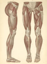 Plate 14: Muscles of the anterior and lateral surface of the legs.