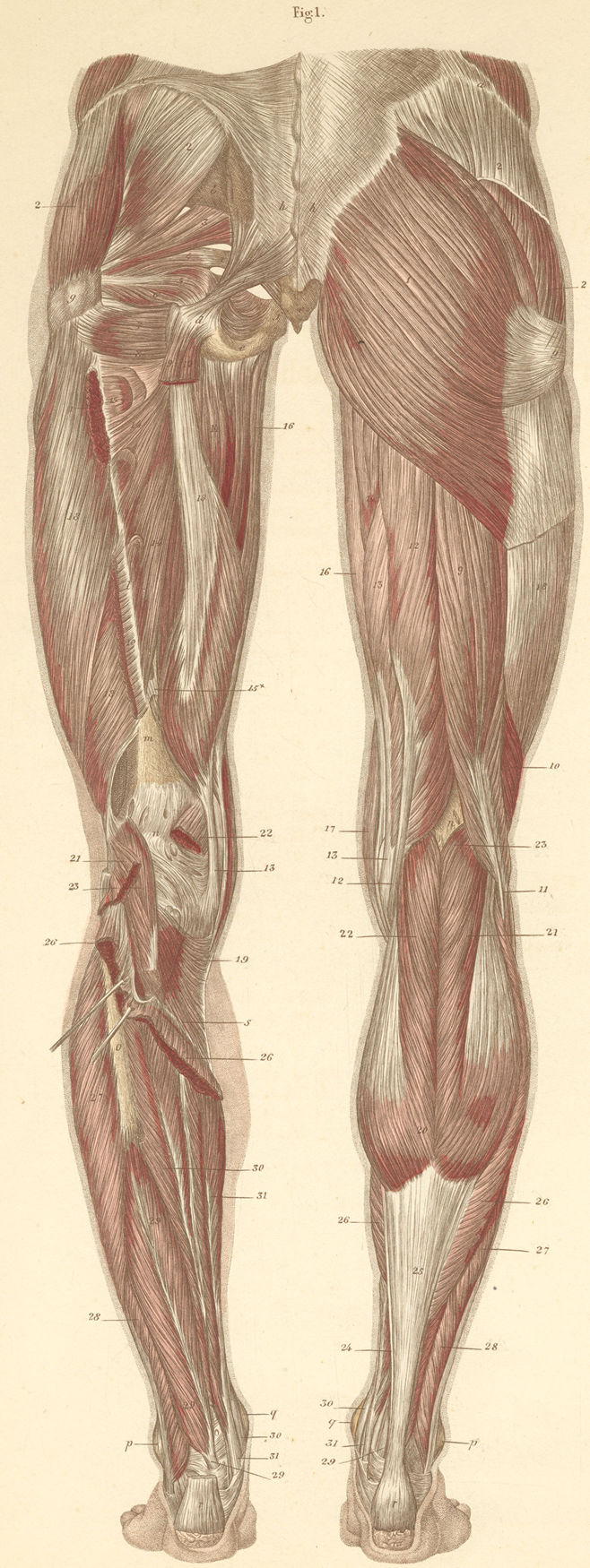 Anatomy of upper leg muscles | Greeting Card