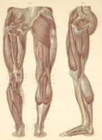 Plate 15: Muscles of the dorsal and medial surface of the legs.