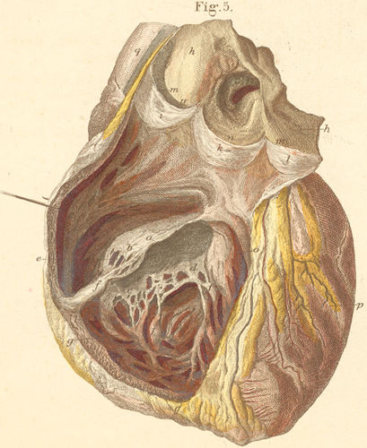 Right heart chamber, opened from its anterior surface