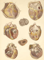 Plate 16: Heart and its openings.