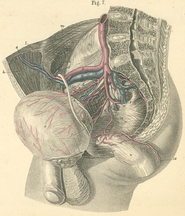 Pelvic arteries in males.