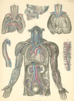 Plate 19: Blood vessels of the neck, thorax, and abdomen and arm forearm and hand.