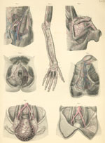 Plate 20: Veins of the arm, forearm and hand, the perineum and pelvis.