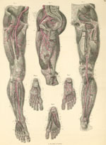 Plate 21: Arteries of the pelvis, thigh, leg and foot.