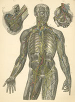 Plate 22: Lymph vessels and lymph nodes and the lymphatic system on the right and left sides of the body.