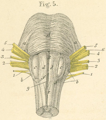 Pons and medulla oblongata